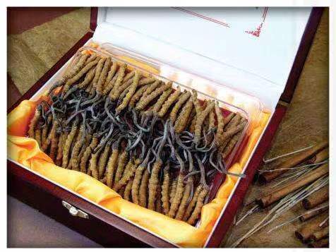 道孚冬虫夏草回收